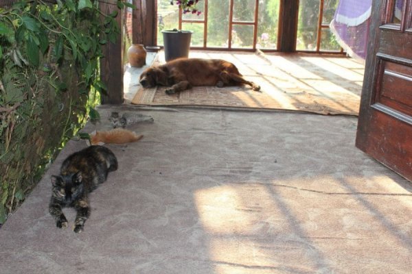 Галина Шавиріна. 79 «лайків»